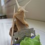 Weinbergschnecken-Praktikum